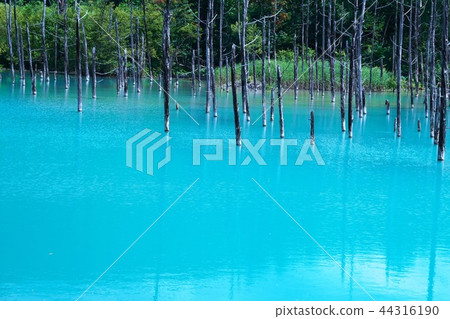 A magnificent view of Biei 44316190