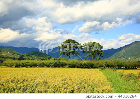 Power, rural, rural, agriculture, rice field, fields, landscape, 44316264