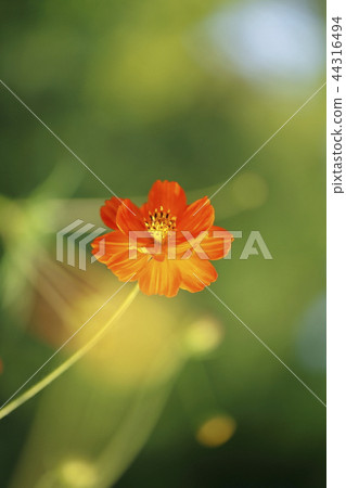 Yellow cosmos single wheel 44316494