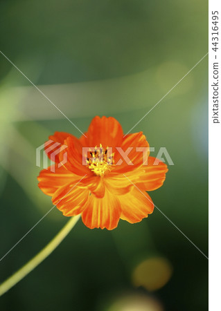 Yellow cosmos single wheel Yellow cosmos single wheel 44316495