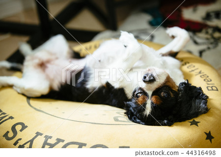 A dog / cavalier lying on a cushion A dog / cavalier lying on a cushion 44316498