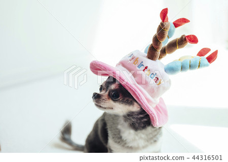Chihuahua wearing a birthday cake hat 44316501