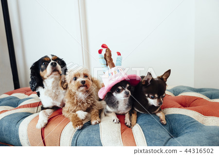Dogs celebrating a birthday dog / Chihuahua, Chiwapu, Cavalier 44316502