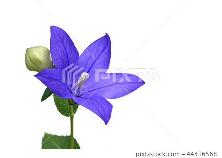 Bellflower flower (fix shooting) Bellflower flower (fix shooting) 44316568
