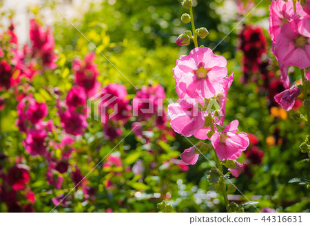 Flower of the mallow 44316631