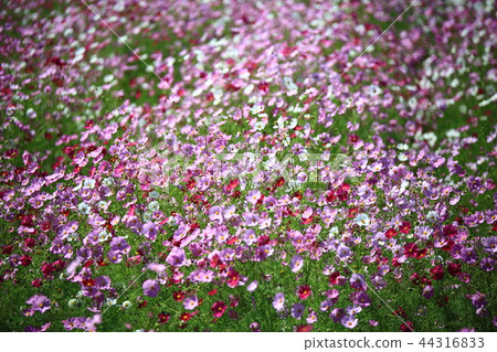 花，景觀，花場，秋季，秋季景觀，宇宙， 44316833