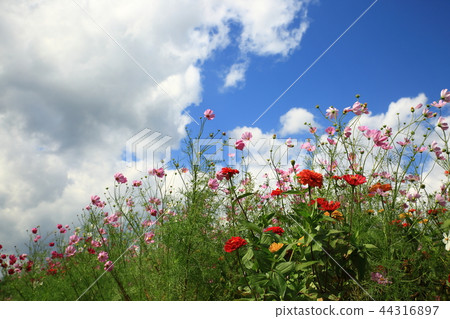 花，景觀，花場，秋季，秋季景觀，宇宙， 44316897