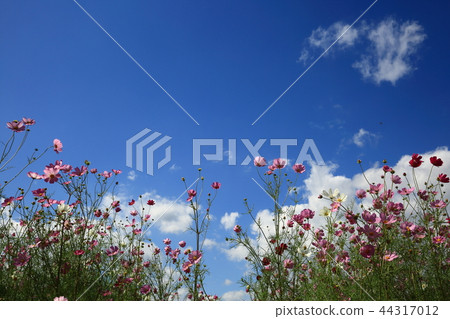 開花，花田，秋天，秋天風景，圖像，波斯菊 44317012