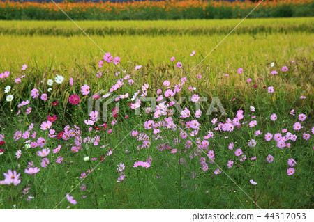 Flower, flower field, autumn, autumn landscape, image, cosmos 44317053