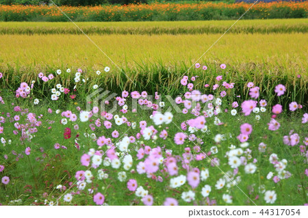 Flower, flower field, autumn, autumn landscape, image, cosmos Flower, flower field, autumn, autumn landscape, image, cosmos 44317054