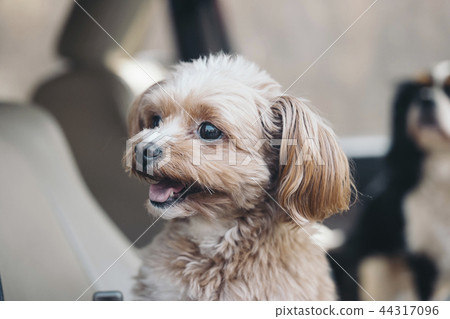 Laughing dog in a car / Chihuapu Laughing dog in a car / Chihuapu 44317096