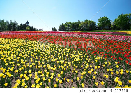 Tulip field in full bloom 44317566