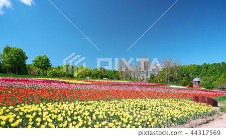Tulip field in full bloom Tulip field in full bloom 44317569
