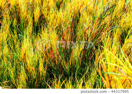 garden croton rainbow leaves is grown in gardens 44317995