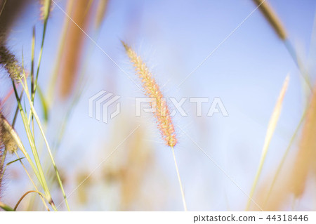 The soft feathered grass has a scientific name 44318446