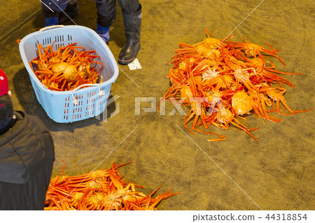 Benizuwai crab (visiting a daytime Seri visit to the Shinjo fishing port) Benizuwai crab (visiting a daytime Seri visit to the Shinjo fishing port) 44318854