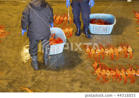 Benizuwai crab (visiting a daytime Seri visit to the Shinjo fishing port) 44318855