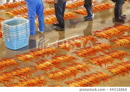 Benizuwai crab (visiting a daytime Seri visit to the Shinjo fishing port) Benizuwai crab (visiting a daytime Seri visit to the Shinjo fishing port) 44318868