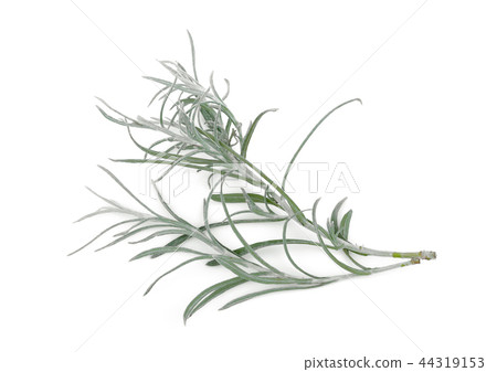 curry plant leaf isolated on white background curry plant leaf isolated on white background 44319153