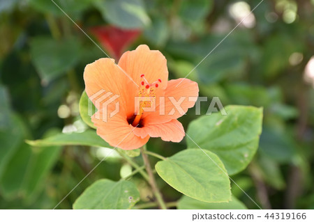橙色芙蓉 44319166