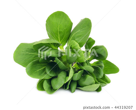 fresh green bok choy,chinese cabbage or pak chai fresh green bok choy,chinese cabbage or pak chai 44319207