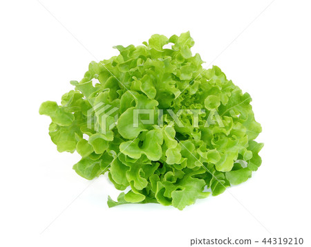 fresh green oak lettuce salad leaves isolated  44319210