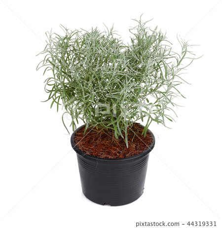 curry plant herb in a balck pot isolated on white curry plant herb in a balck pot isolated on white 44319331