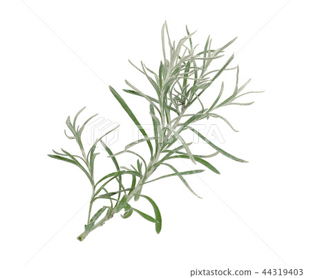 curry plant isolated on white background curry plant isolated on white background 44319403