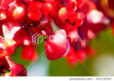 Fruit of a tulipana Fruit of a tulipana 44319504