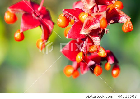Fruit of a tulipana 44319508