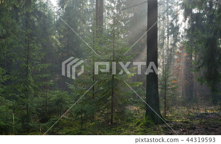 Misty autumn morning in coniferous stand 44319593