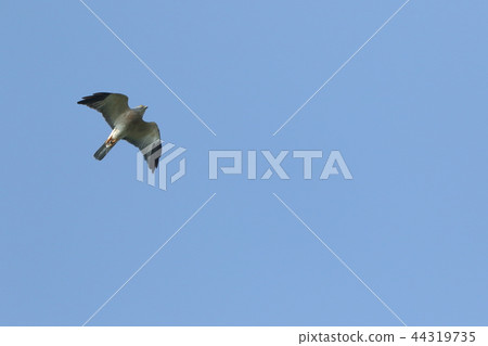 生物鳥類鳥類，橙棕色腹部和金色虹膜標記雌性成年鳥類 44319735