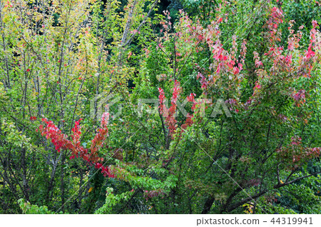 開始轉秋葉 44319941