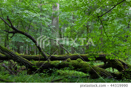 Deciduous stand of Bialowieza Forest in summer Deciduous stand of Bialowieza Forest in summer 44319990