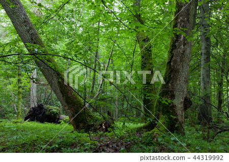 Old maple in natural late summer Old maple in natural late summer 44319992