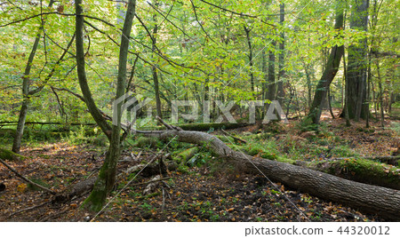 Old oak trees broken lying Old oak trees broken lying 44320012