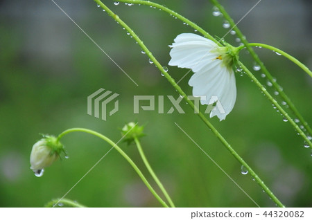 雨滴的旋律白色的宇宙在雨中綻放 44320082