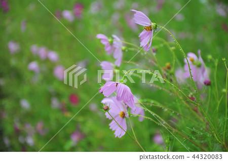 Blooming in the rain Blooming in the rain and blooming Flowering field of the rain 44320083