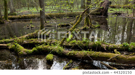 Spring landscape of old forest and broken trees 44320150