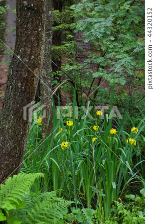 Yellow Water Flag rain after 44320152