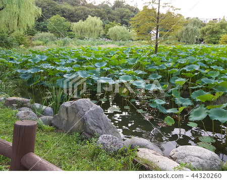 湖的風箏花瓣 44320260