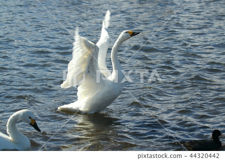 Swans on the kobe river 44320442