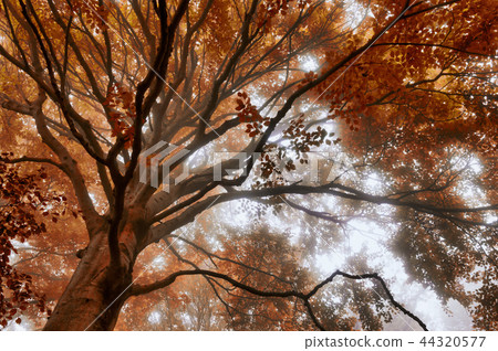 Trees in the forest with autumn colors and fog 44320577