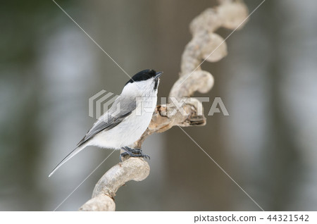 Hashibutogara Sapporo City 44321542