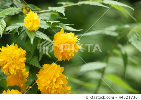 Yaeyama Mabuki 44321736