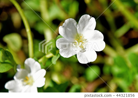 Porchula（花滑hui） 44321856