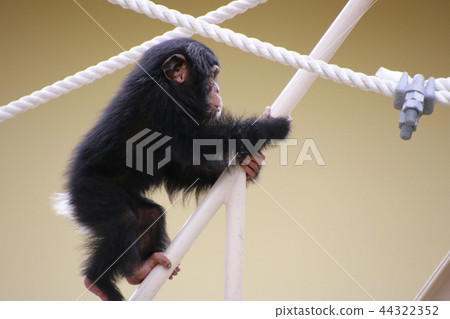Chimpanzee chimpanzee kid cute chimpanzee 44322352