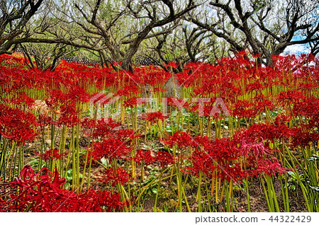 Cluster amaryllis Cluster amaryllis 44322429