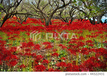 群集孤挺花 群集孤挺花 44322431