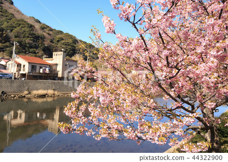 Kawazu cherry tree 44322900